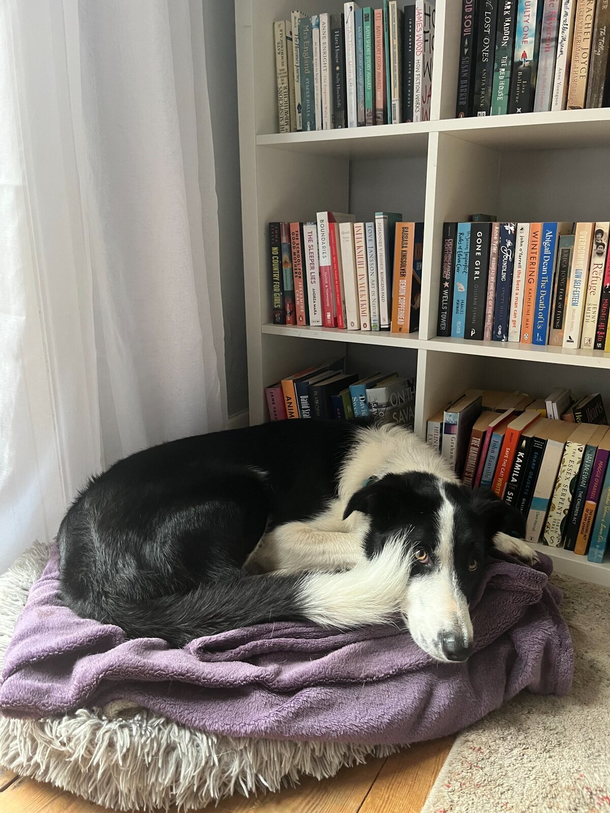 Border Collie and books