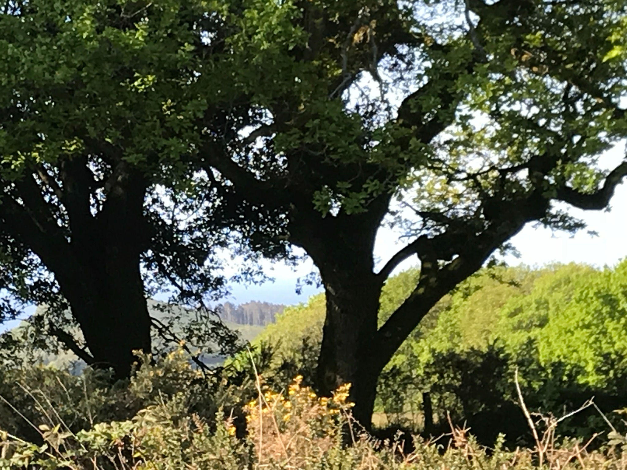 Dark trees framing a distant view