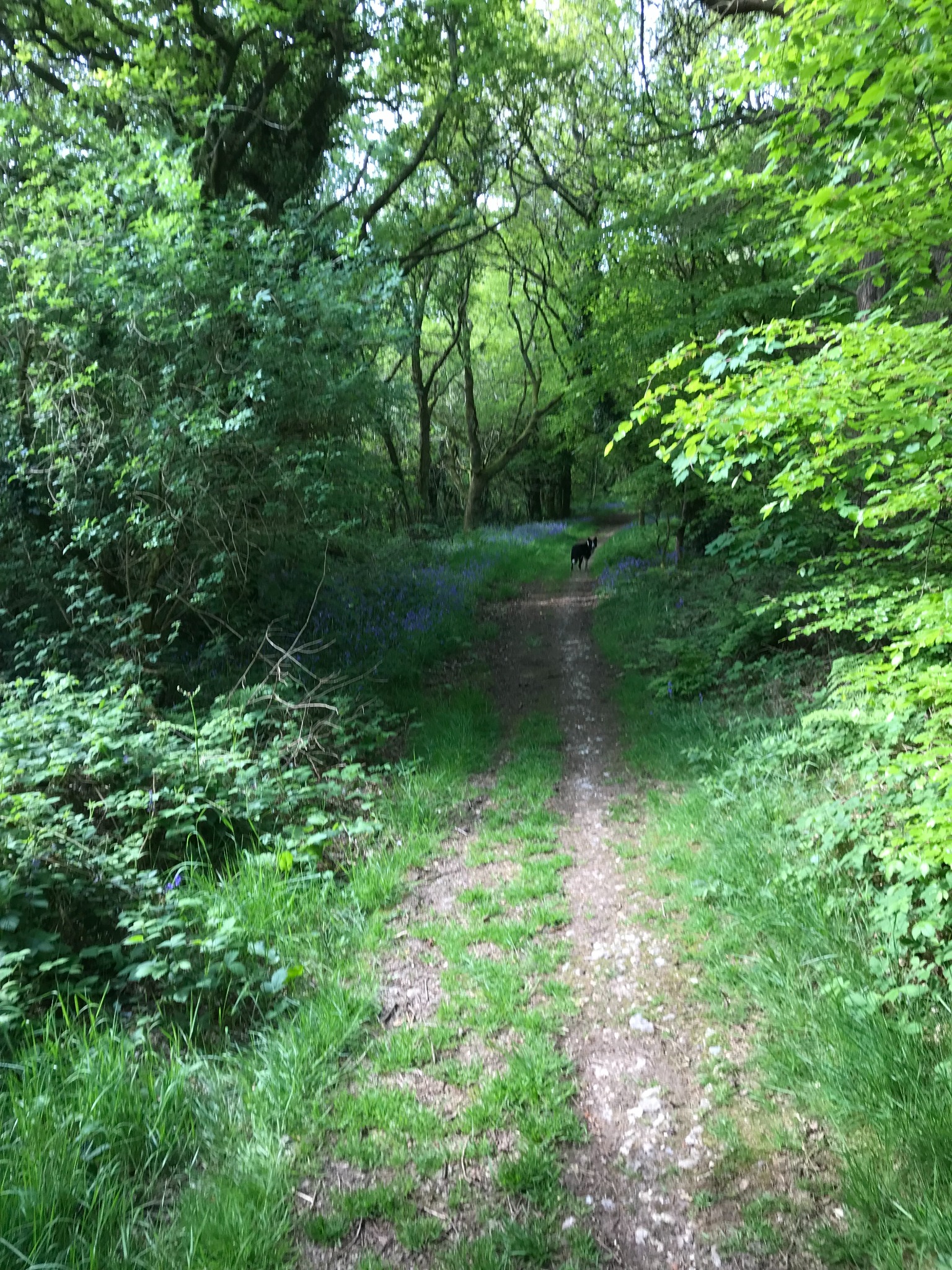 Woodland path with bluebells